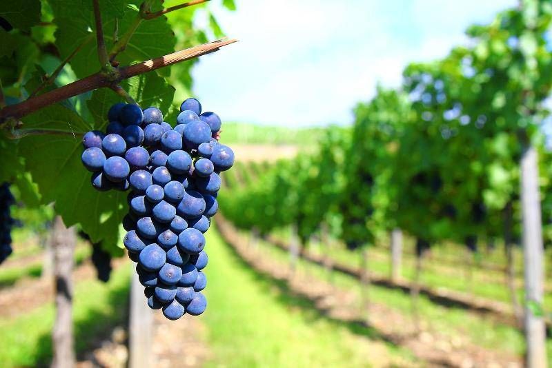 Agricoltura, dalla Regione 2 milioni per nuovi vigneti
