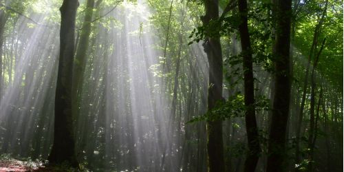 G3455. Reventino. M. Mancuso. Ph F. Bevilacqua