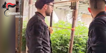 Un bunker sotto la stalla: scoperta una serra “indoor” di marijuana a Platì. Padre e figlio denunciati – VIDEO