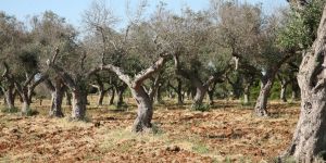 Allarme Xylella, Gallo: «A breve l’eradicazione degli olivi infetti e dell’intera area a rischio»