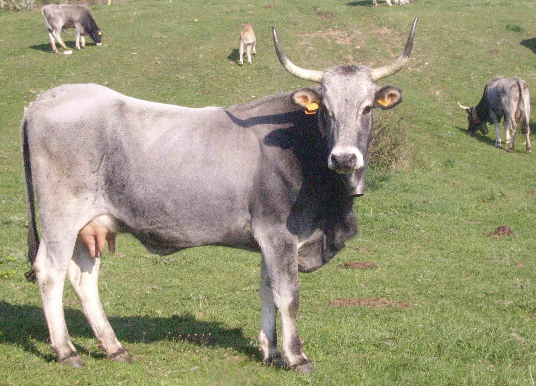 In arrivo più di 2 milioni di euro dalle risorse del Programma di Sviluppo Rurale