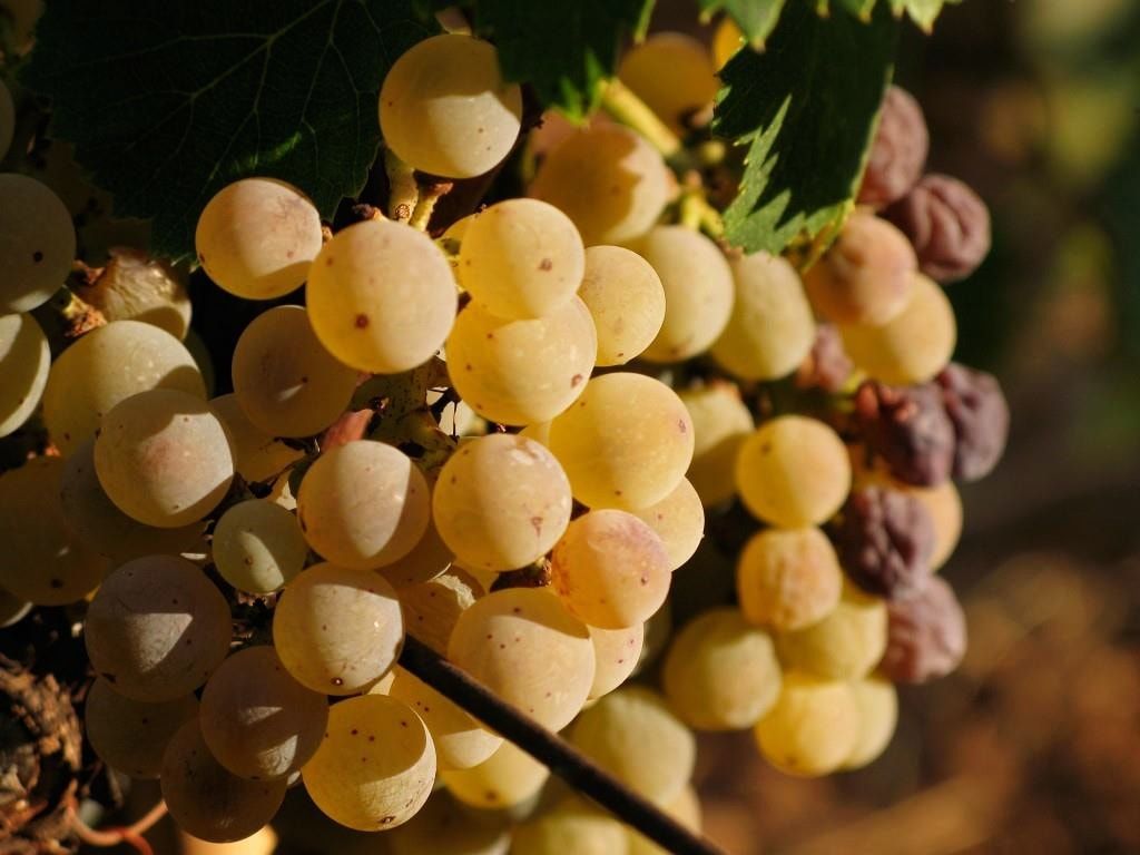 Il Moscato di Saracena Presidio Slow Food compie vent’anni