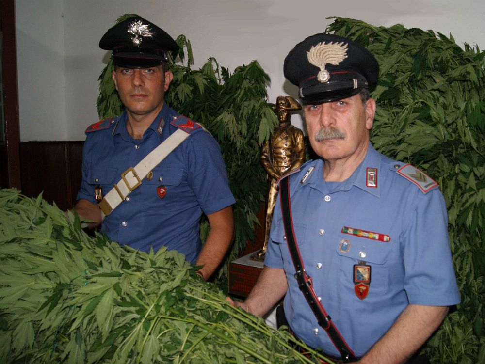 Trecento piante di canapa scoperte nel Reggino