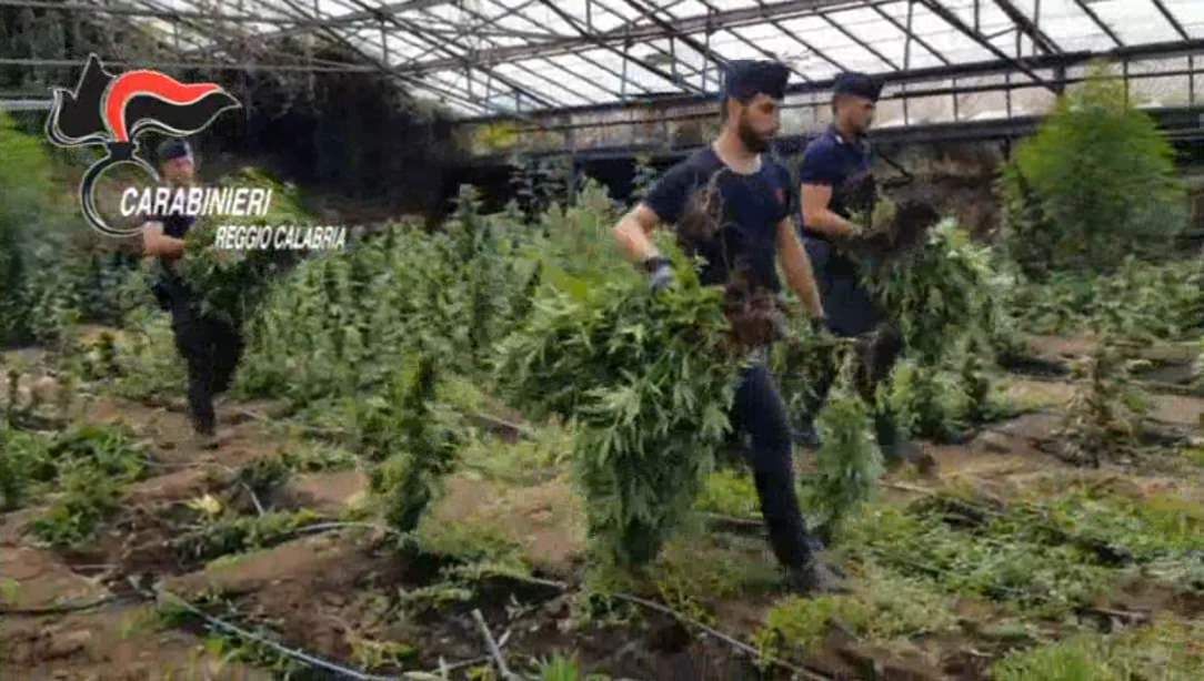 Scoperte a Taurianova 12mila piante di canapa indiana