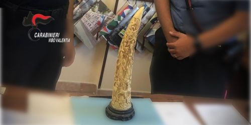 zanna elefante stefanaconi