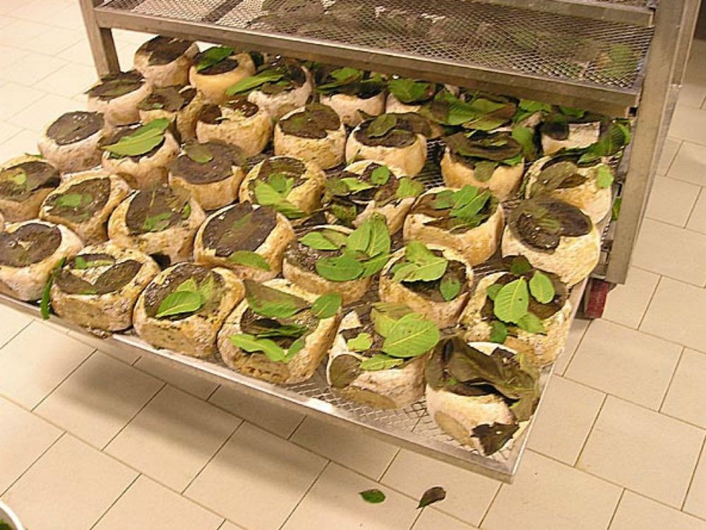 Fondazione imprese: Calabria regno del biologico