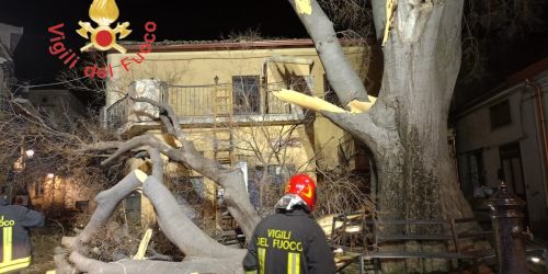 albero_secolare_belcastro