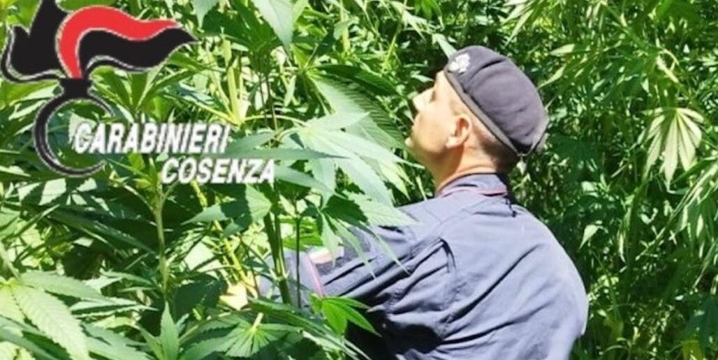 Bonifati, scoperta una vasta piantagione di canapa indiana: in tre finiscono in manette