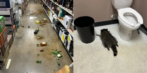 procione ubriaco usa