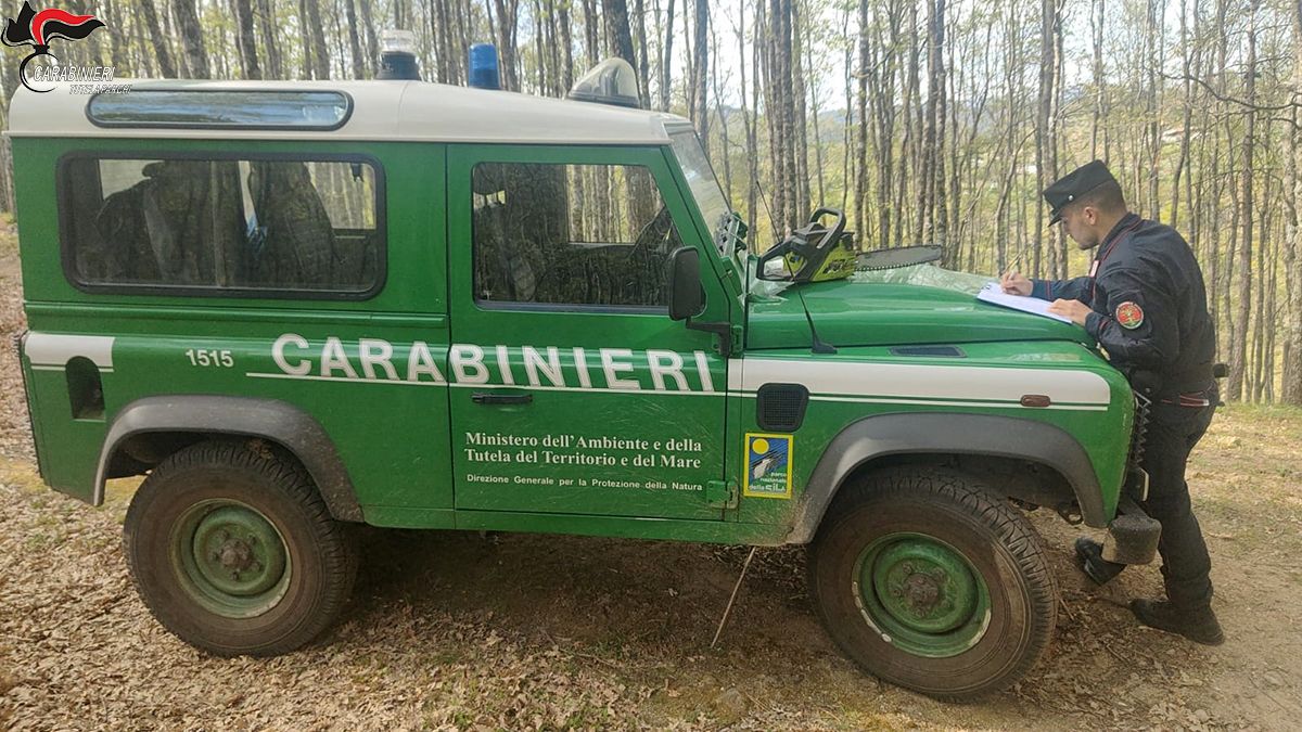 Taglia abusivamente 5 quintali di legna nel parco della Sila: denunciato