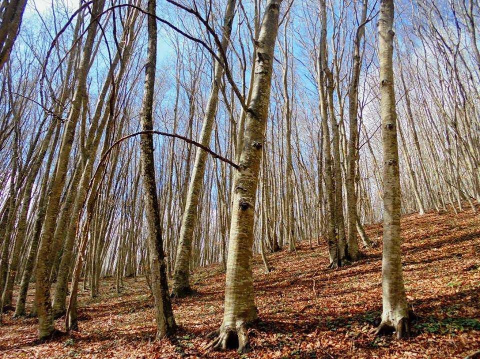 «Salviamo la faggeta di Condrò, una delle più belle d'Italia»
