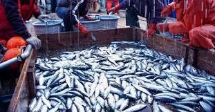 Pesca, nel Reggino elevate sanzioni