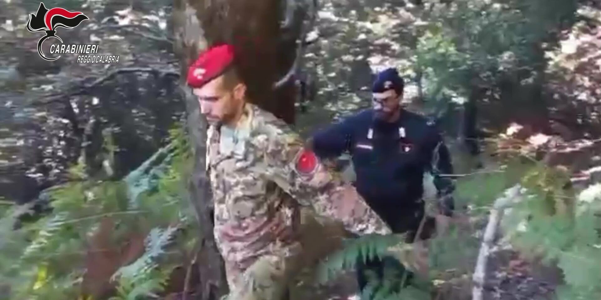 I carabinieri scoprono e distruggono oltre mille piante di marijuana tra Careri e Platì