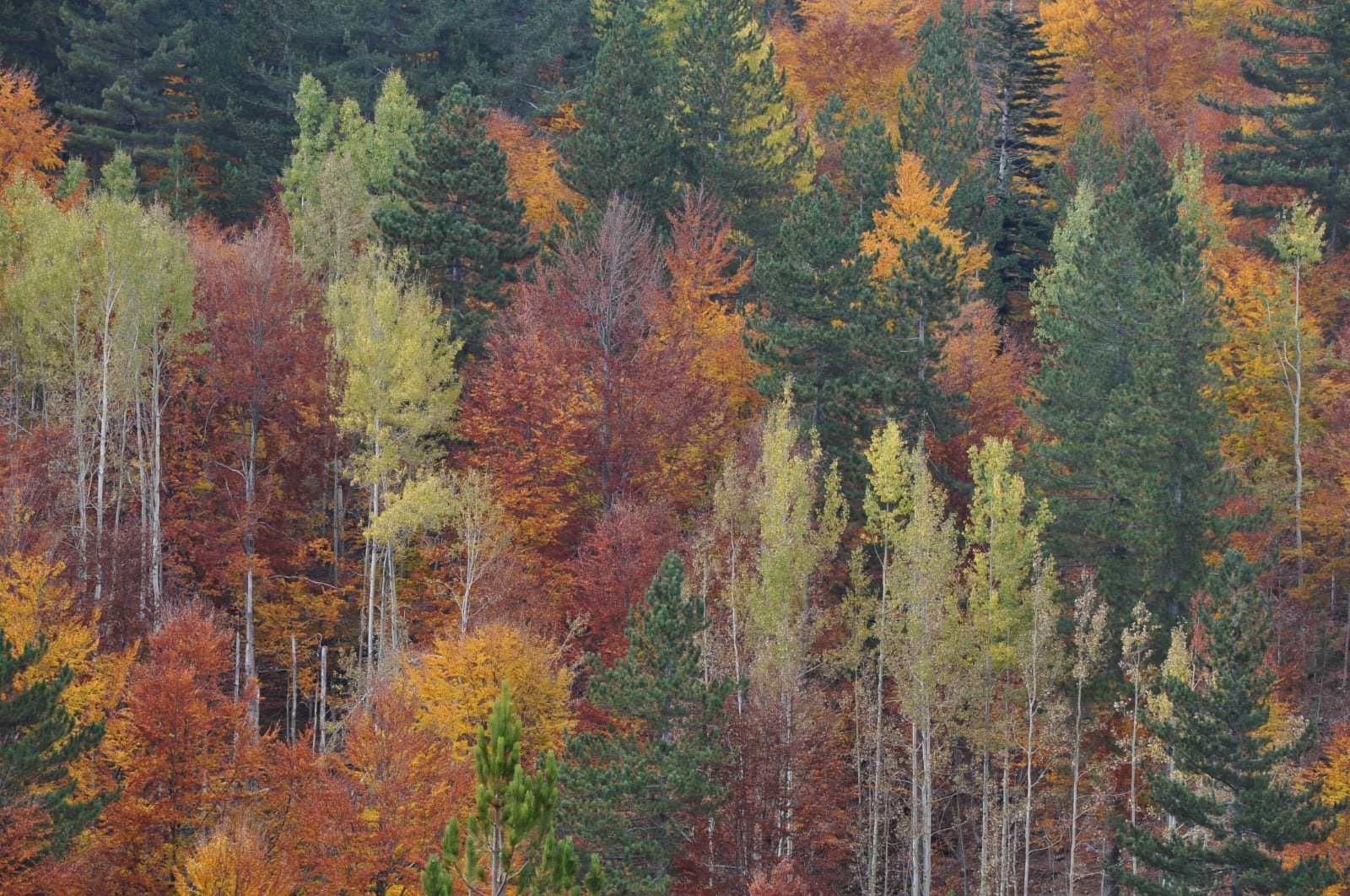 «Panico globale. I meriti del virus»