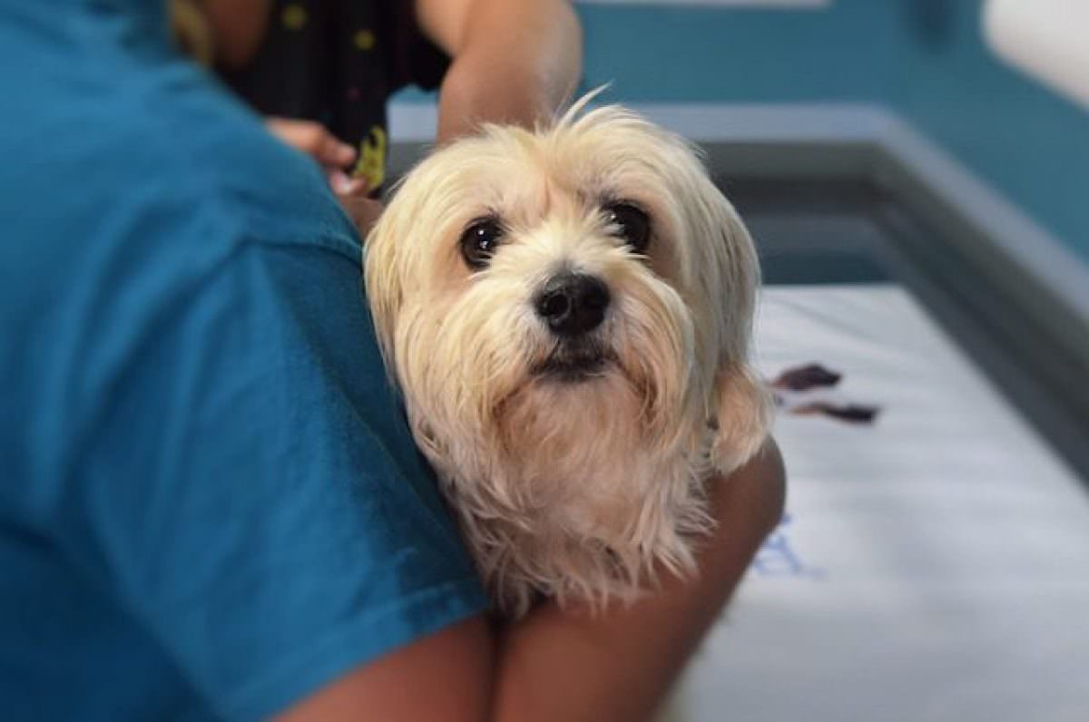 Olio CBD: perché somministrarlo al proprio cane?