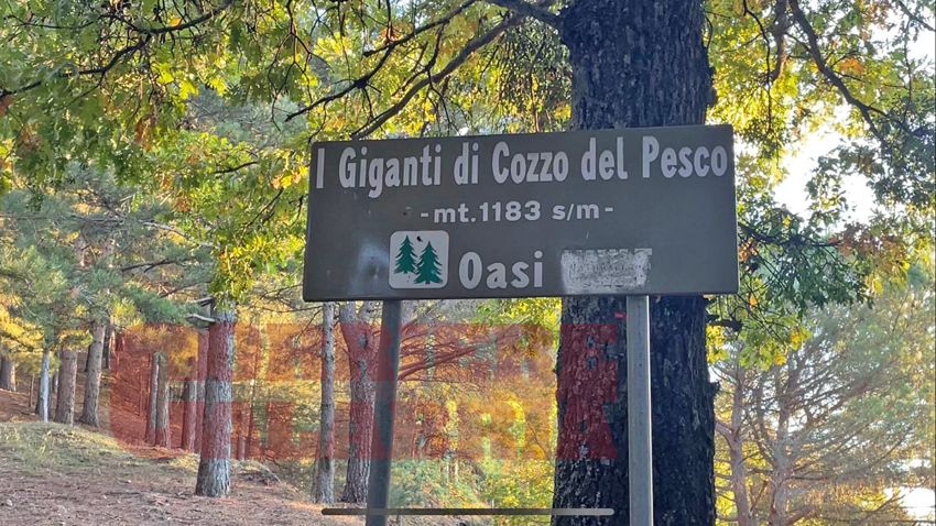 Quei tremila ettari mai restituiti dalla Regione (dal 1957). Il comune di Corigliano Rossano tornerà in possesso dei suoi boschi – VIDEO