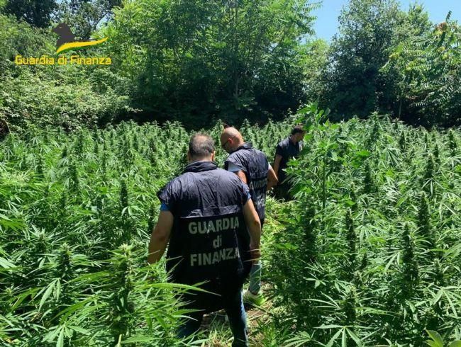 Lamezia Terme, sequestrate oltre 650 piantine di cannabis – VIDEO