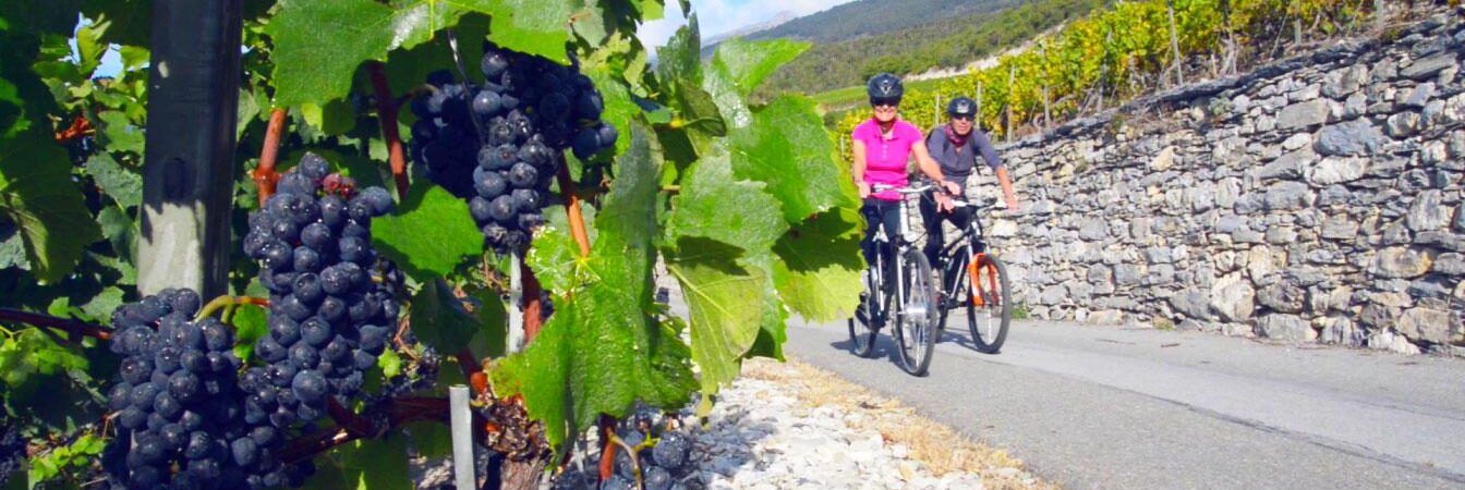 Confagricoltura al Vinitaly tra enoturismo e bici, protagonista Gianni Bugno