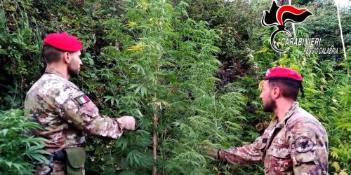 piantagione-marjiuana-cosoleto