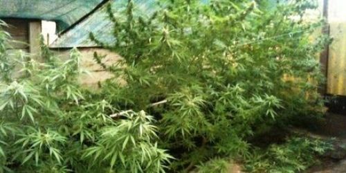 serra-marijuana