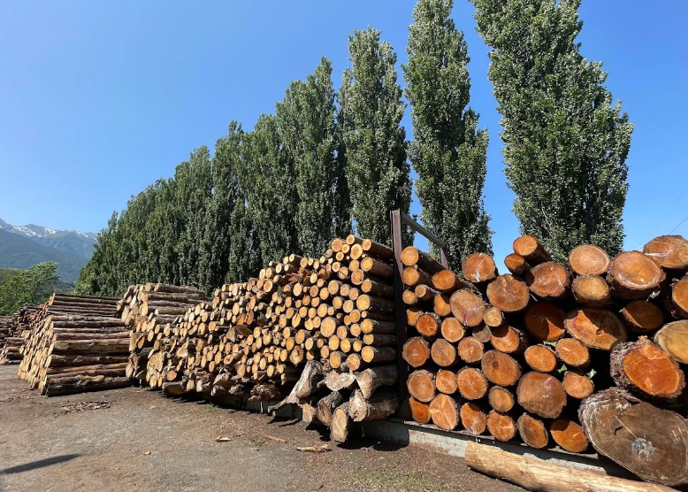 Deforestazione, semplificare e aiutare le pmi del settore