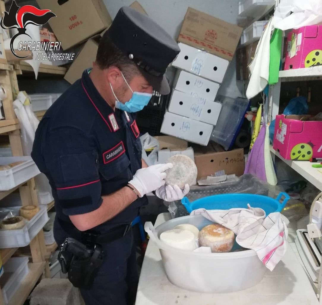 Acri, sequestrato un caseificio artigianale abusivo