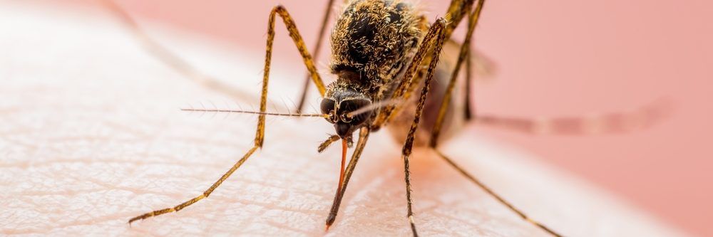 West Nile, seconda vittima in Campania: morto un 74enne