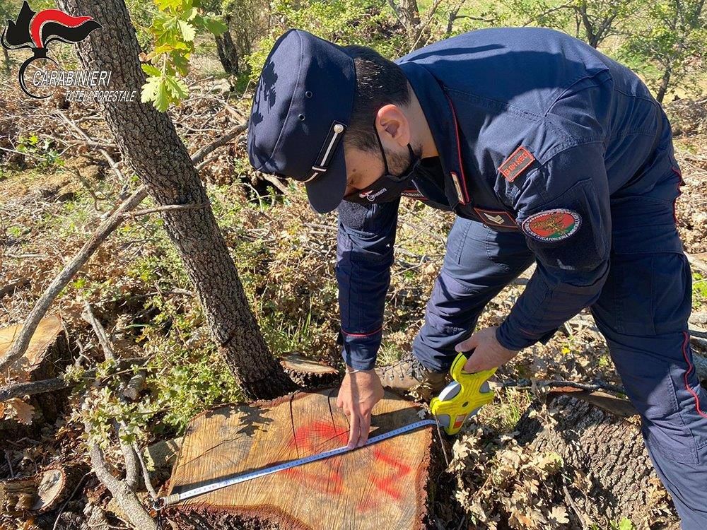 Taglio abusivo e furto di legname, tre denunce nel Cosentino