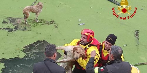 cani salvati isola capo rizzuto