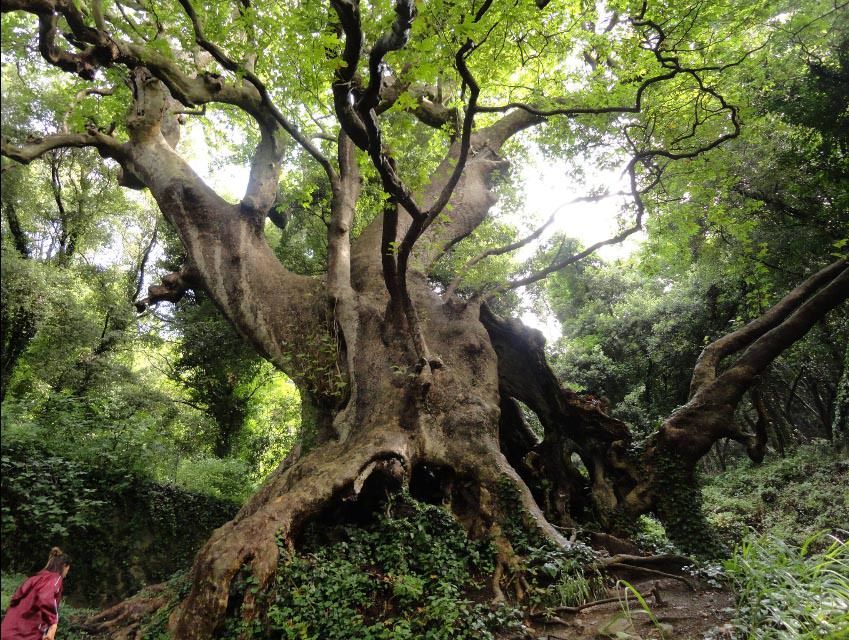 Giornate Fai all’aperto, la Calabria mette in mostra le sue bellezze