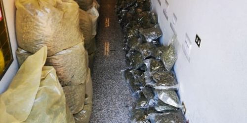 Beccato con oltre mezza tonnellata di marijuana nascosta in un sottotetto: arrestato