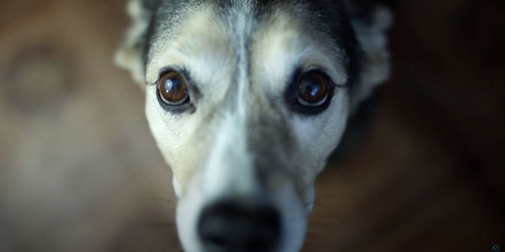 Reggio Calabria, stop all’abbandono degli animali: intensificati i controlli