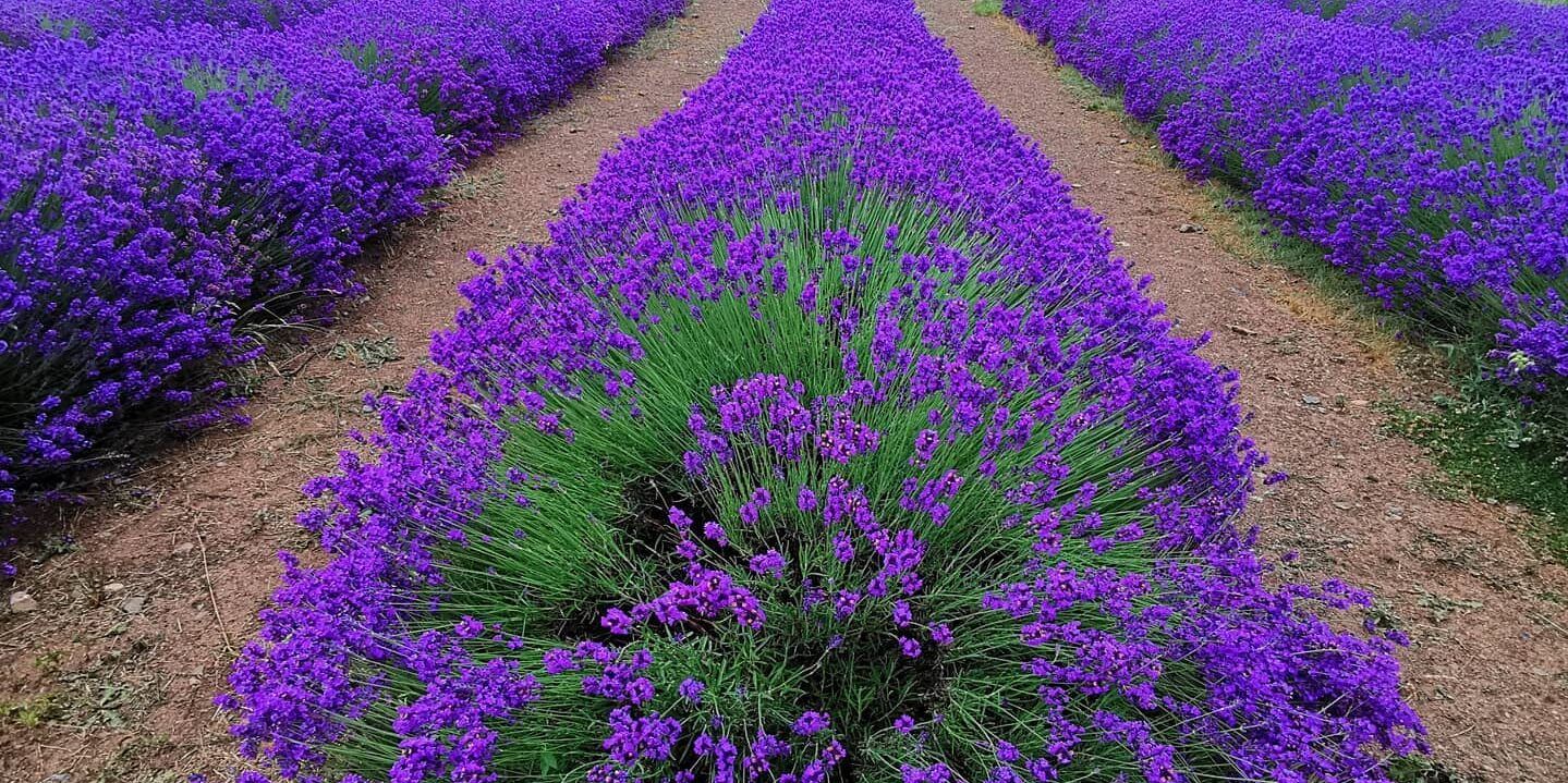 Il Parco della lavanda in Calabria, un angolo di Provenza – FOTO