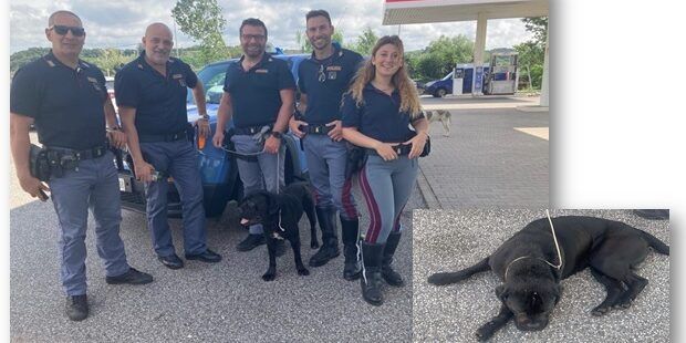 Cane rischia di essere travolto dalle auto sulla Ss 280 a Lamezia, fondamentale l’intervento della polizia