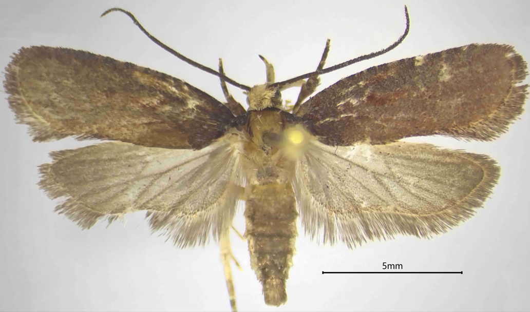 Una nuova specie di falena scoperta in Calabria