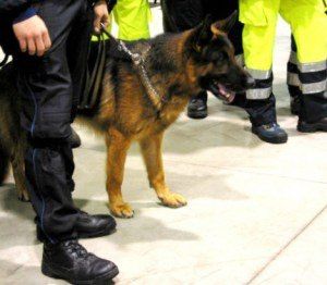 Lo spacciatore incastrato dal cane Sambo