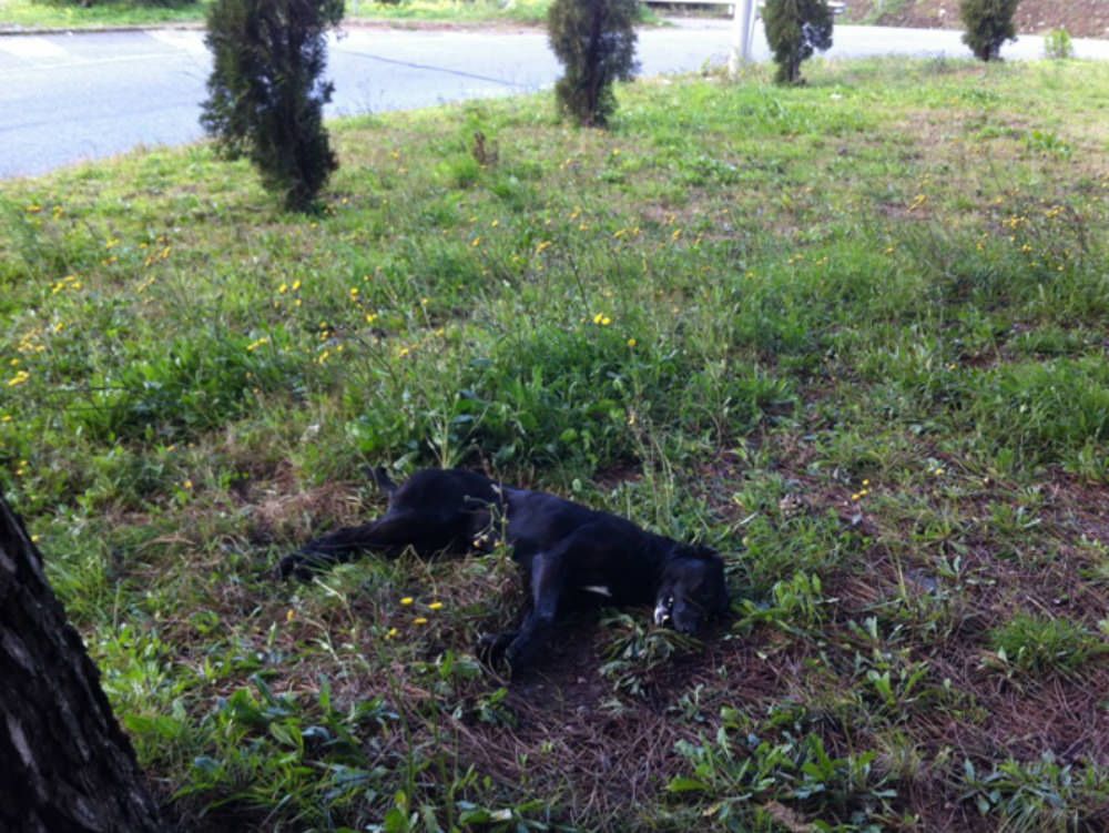 Cane avvelenato a Catanzaro, "Anima randagia": vile gesto