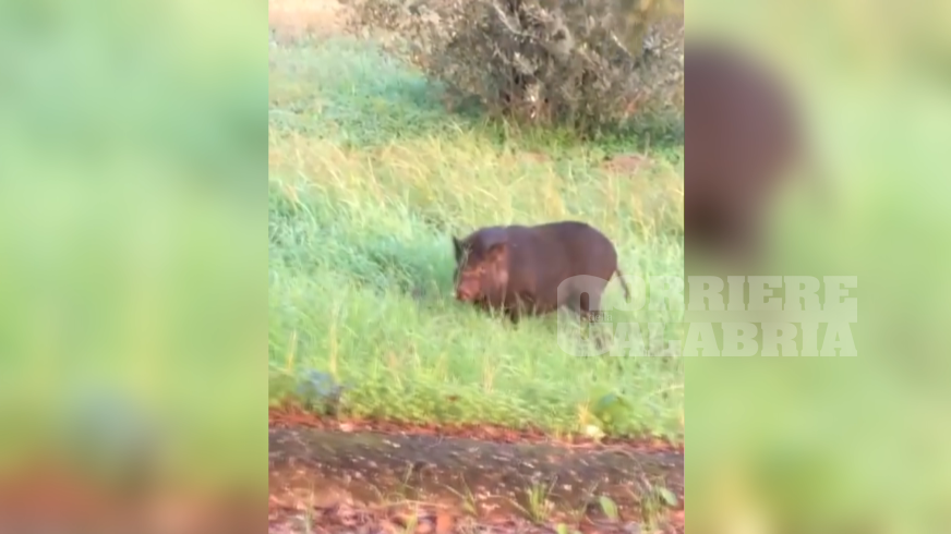 A Lamezia Terme cinghiali con “vista” sul Comune – VIDEO