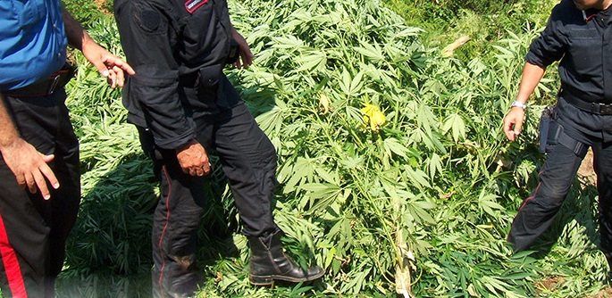 Reggio, scoperta maxi piantagione di cannabis