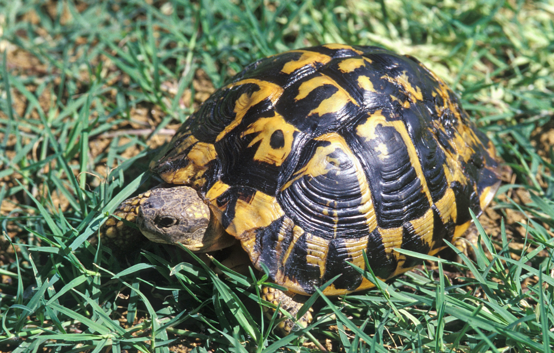 Giornata mondiale delle tartarughe, la Calabria migliore regione per la riproduzione