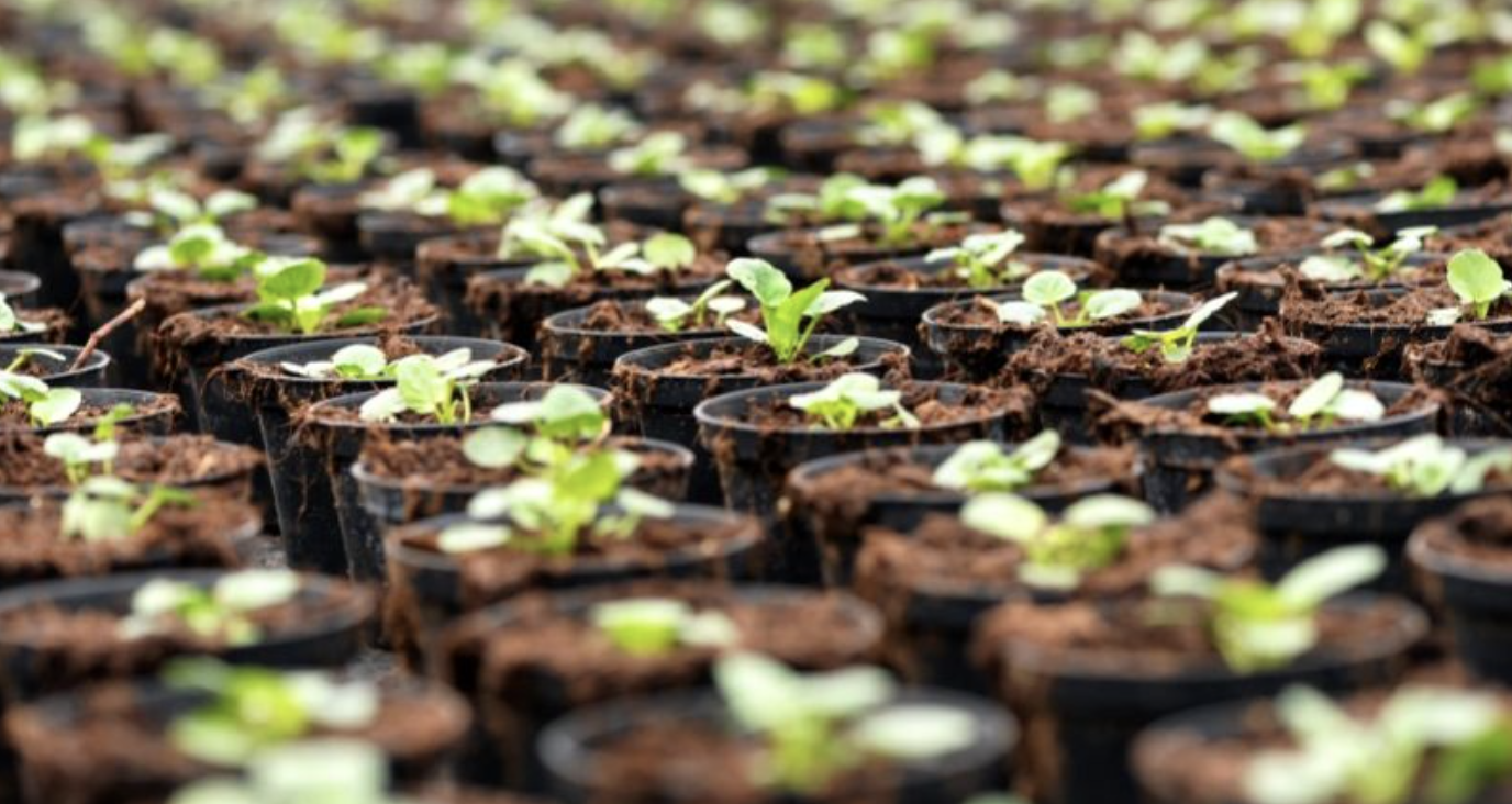 Confagricoltura: «I vasi vanno trattati da mezzi di produzione e non da imballaggi»