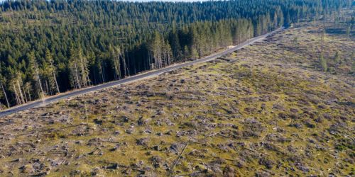 Così i clan si dividono il business dei tagli boschivi per evitare guerre di 'ndrangheta