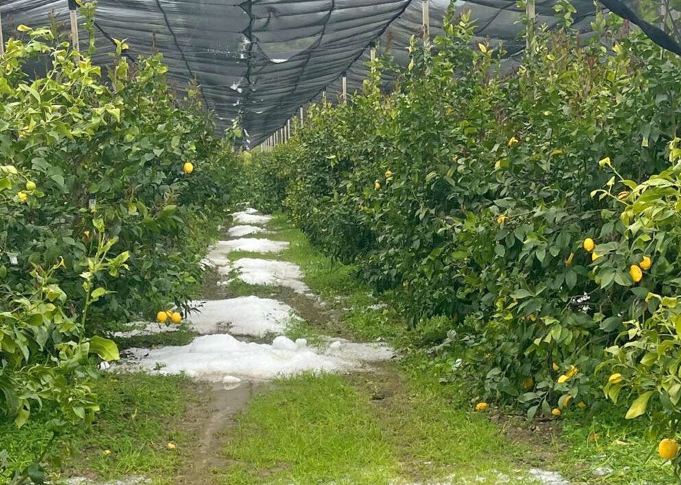 Danni all’agricoltura nel Cosentino: la Regione chiede il riconoscimento dello stato di calamità naturale