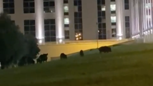 Il Csa-Cisal: «Cittadella regionale presa d’assalto dai cinghiali» – FOTO E VIDEO