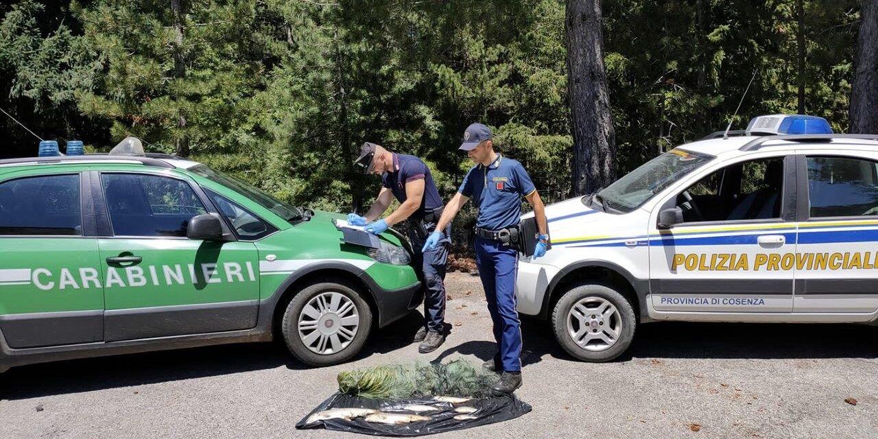Parco nazionale della Sila, denunciate tre persone per bracconaggio ittico