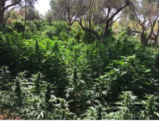 Nicotera, scoperte 8mila piante di marijuana