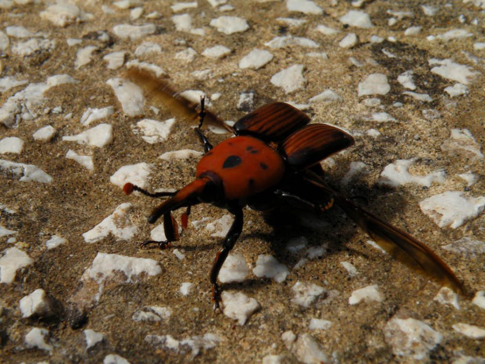 Punteruolo rosso, cresce l`allarme nel Crotonese