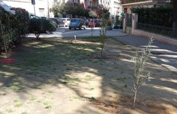 Due ulivi ed un melograno,  piantati a Cosenza su impulso dei consiglieri Rende e Morcavallo