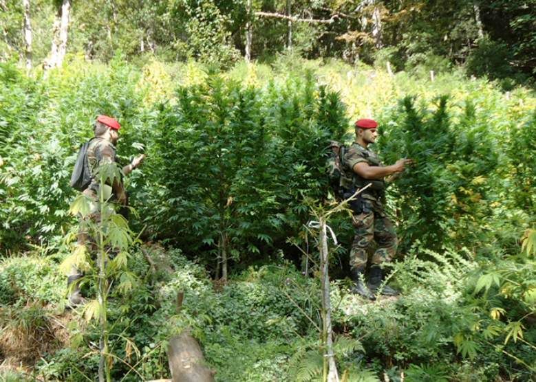 Due milioni di euro di “erba” sequestrati in Aspromonte
