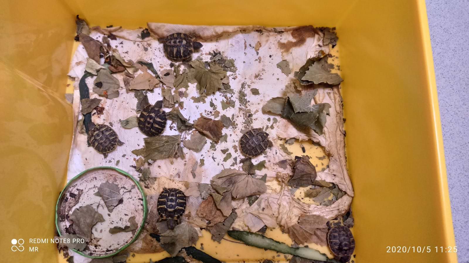 Nove tartarughe Hermanni rinvenute a Reggio